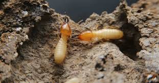 Termite Image 1